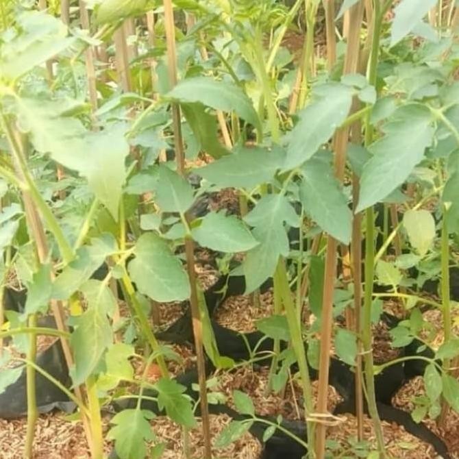 POHON Bibit Pohon Tomat - Pohon Buah Tomat DDDD TERLARIS