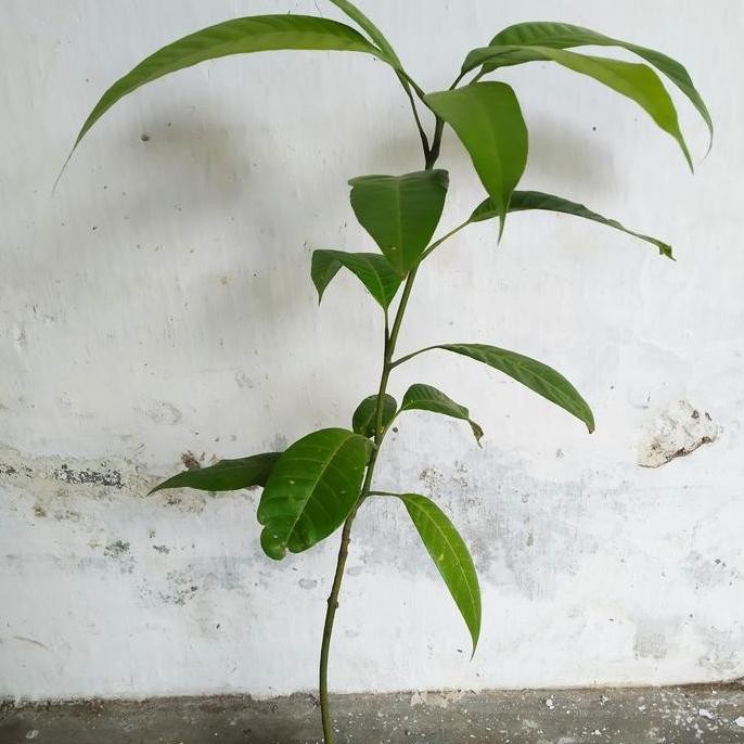 bibit mangga seedling semai biji
