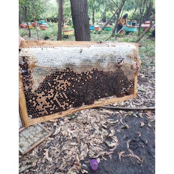 

(Terbaru) Madu Hutan Akasia Murni dan Asli 5 kg (Terlaris)