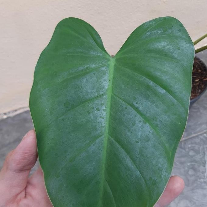 Philo Corcovanda Philo