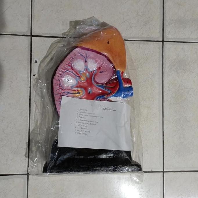 Model Ginjal Manusia / Torso Ginjal Manusia