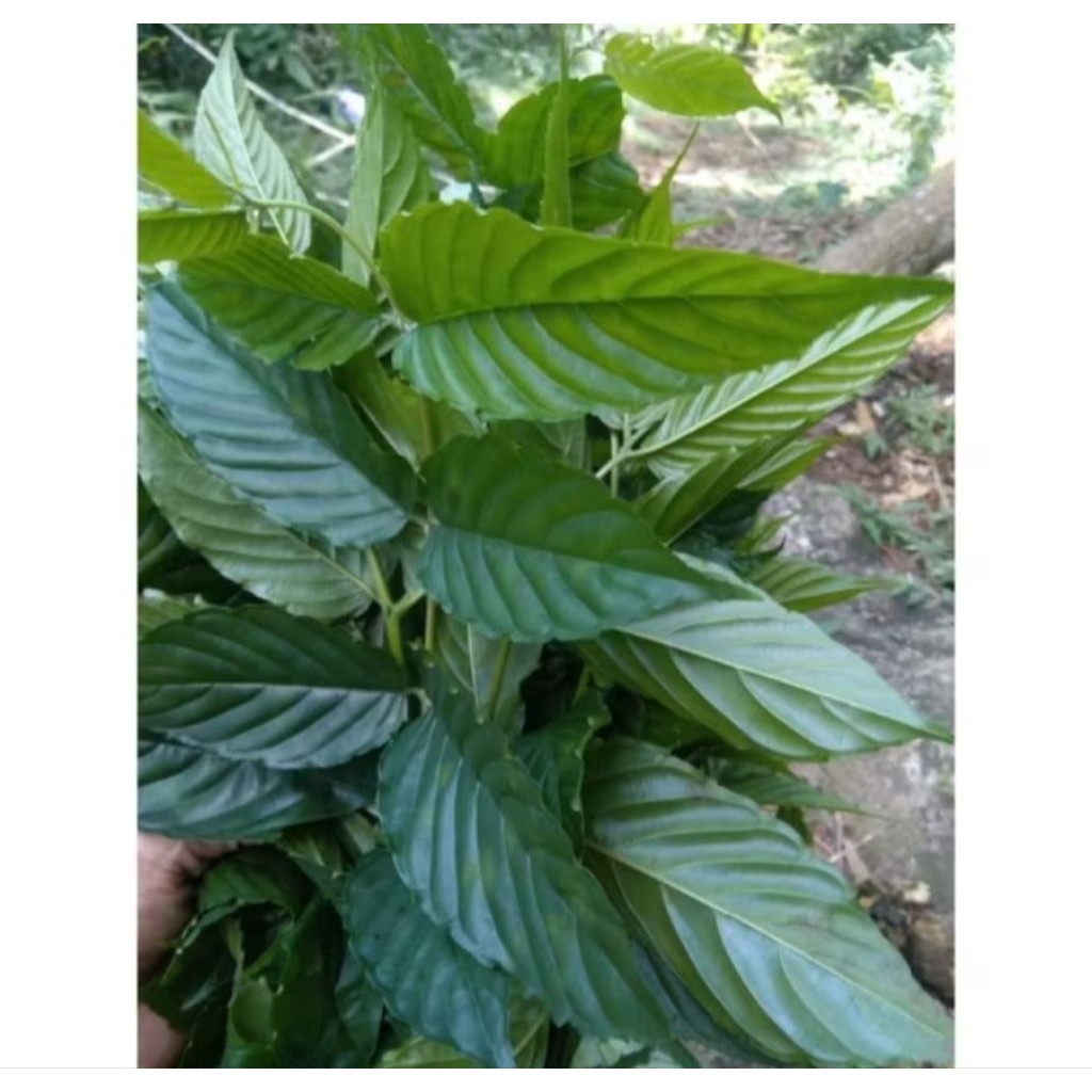 

DAUN Afrika Segar 500 gram