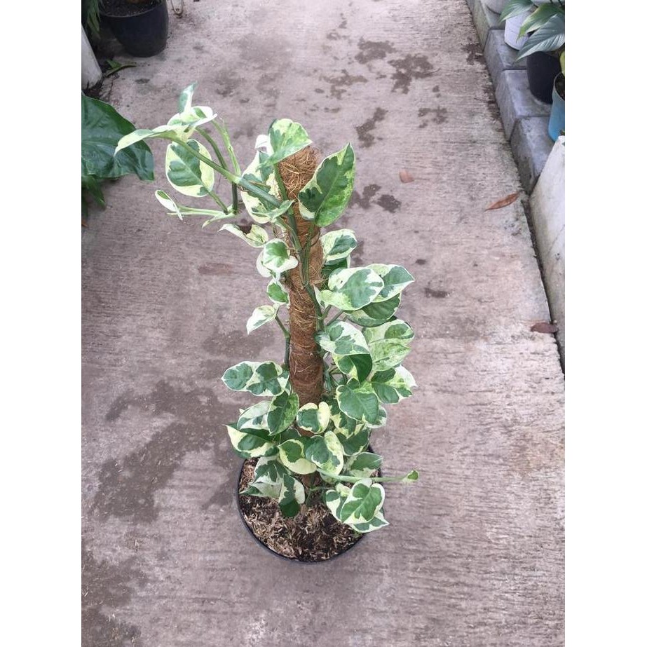 TERBARU - tanaman hias sirih gading enjoy turus