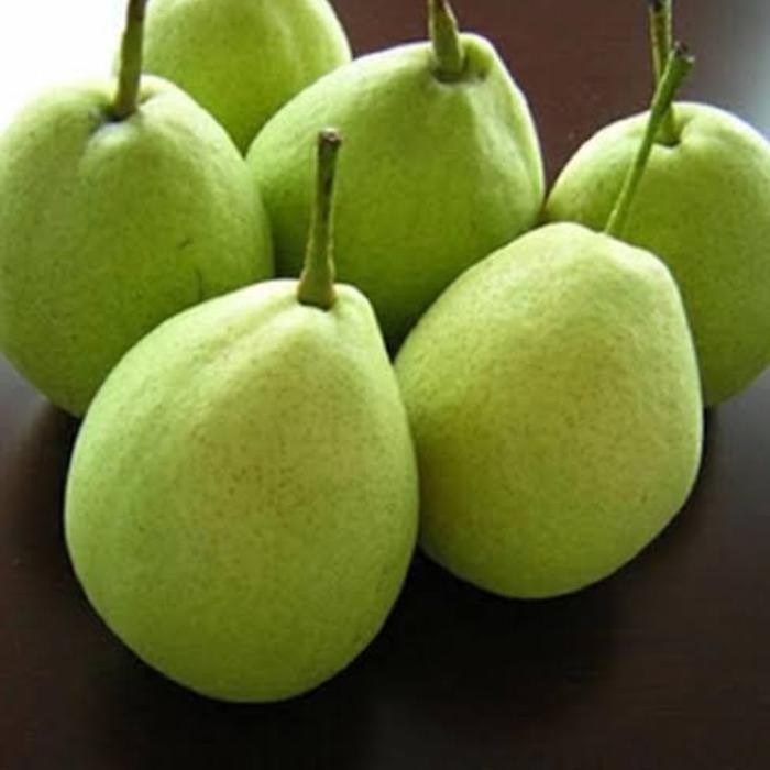 

(Diskon) Pear Xianglie Bestseller