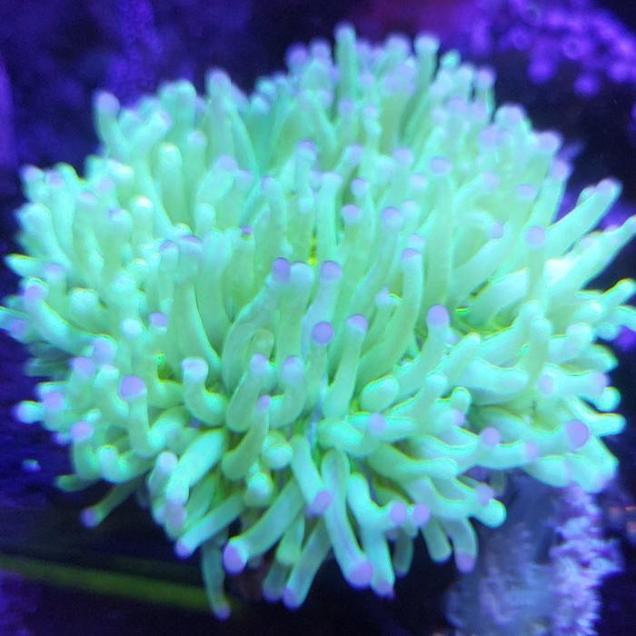 (Terbaru) Coral Anemon Piring Hijau Tip Ungu Size S Bestseller