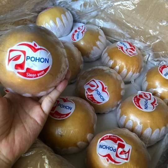 

(Terbaru) Buah Pear Singo Korea Asli Merk Pohon Bestseller
