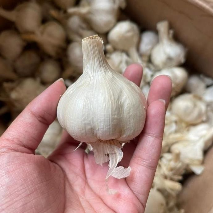 

JH8 Bawang Putih Kating 1kg - 01