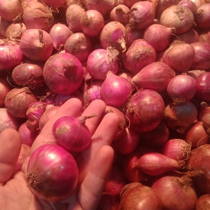 

JH8 Bawang merah Batu