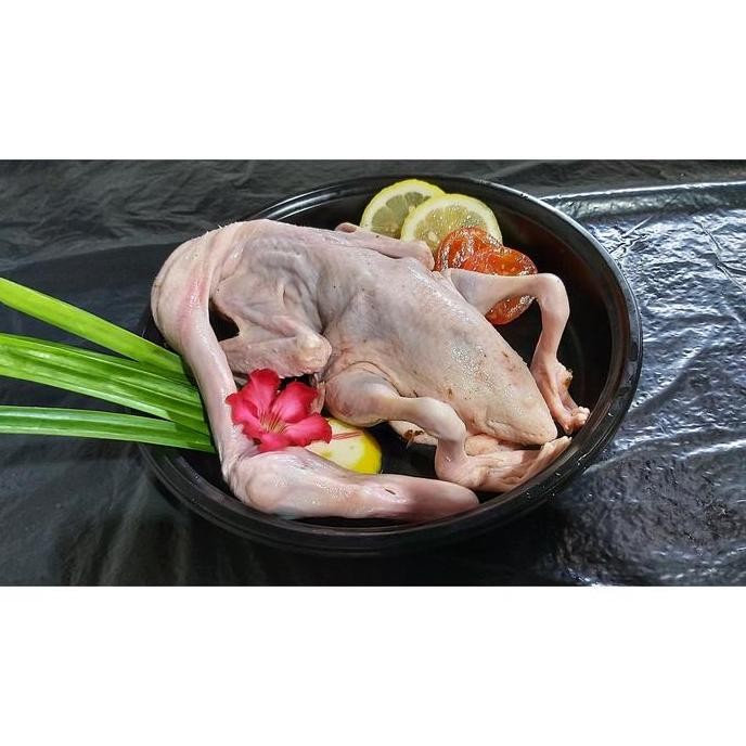 

JH8 Bebek Hibrida 900 gr