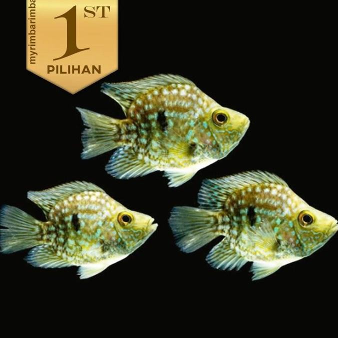 Green Texas Cichlid Jumbo Short Body Ikan Hias Aquascape Hiasan Aquarium