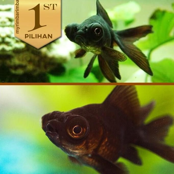 Paket Koloni (isi 10) Ikan Hias Mas Koki Buldog Hitam Hiasan Aquarium Tanaman Air / Kolam