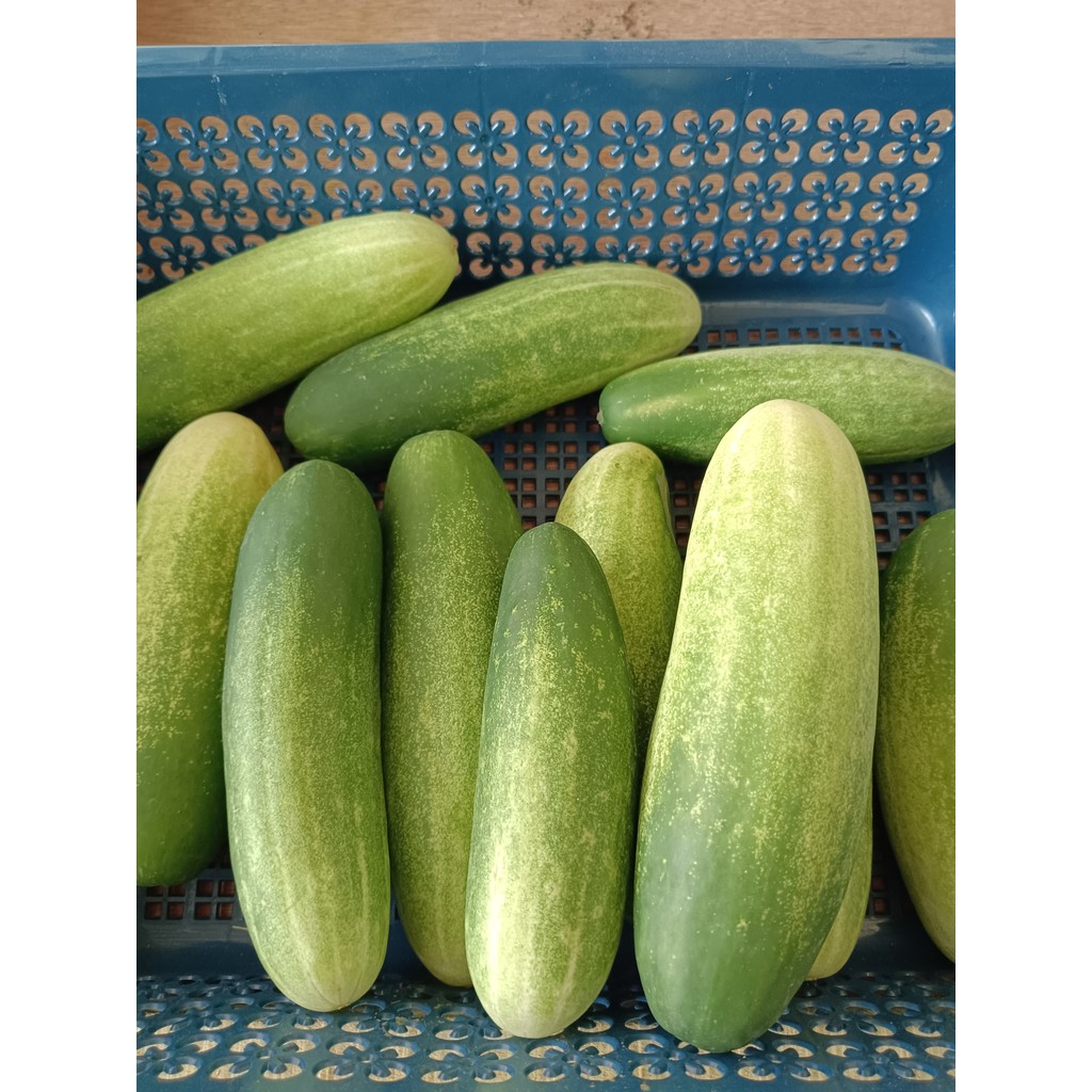 

Timun Lalap Segar 500 gr