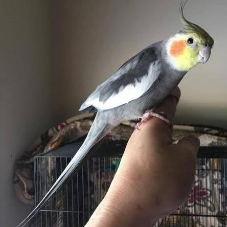 BURUNG FALK PARKIT AUSTRALIA GREY BURUNG PARKIT AUSTRALIA FALK GREY