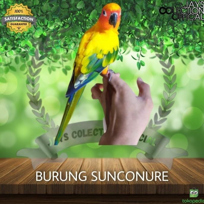 BURUNG SUNCONURE