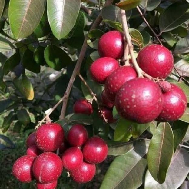Bibit Tanaman Kelengkeng Merah/pohon lengkeng merah/buah lengkeng