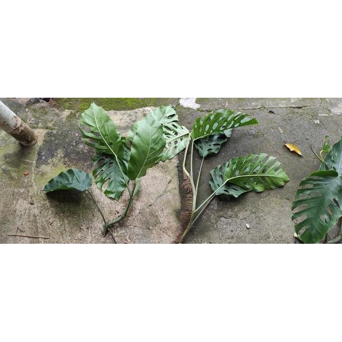 Sale Monstera Dubia Mature Daun 3 -4 Daun Cuttingan