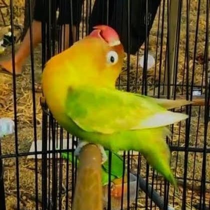 TANGKRINGAN LOVEBIRD KONSLET TANGKRINGAN KONSLET OVAL LOVEBIRD