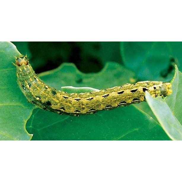 Decis 100 Ml Obat Hama Ulat Dan Belalang, Obat Hama Thrips Dan Aphid