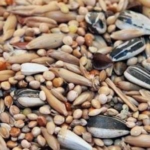 PARROT MIX PAKAN MAKANAN BURUNG LOVEBIRD FALK 1KG MILET CAMPUR MILET MIX