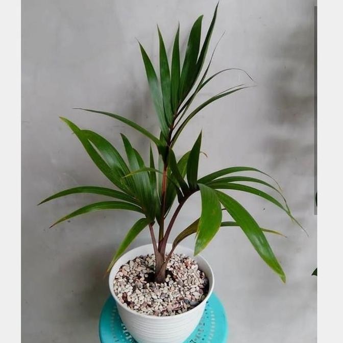 Hot Sale Tanaman Hias Palem Botol Mini Cantik + Pot Tawon Putih & Batu Hias