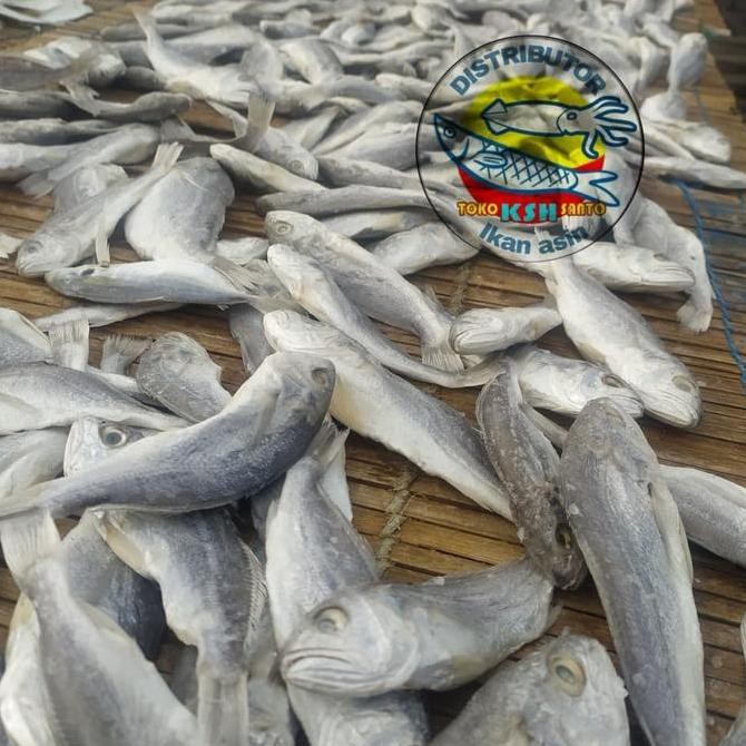 

Ikan Asin Samge Kepala Batu-1Kg