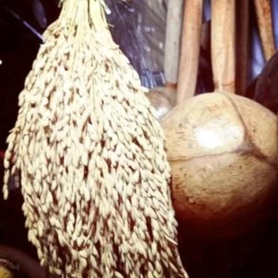 

Padi utuh,tangkai padi utuh,whole dryrice stalk,masih ada daun/tangkai