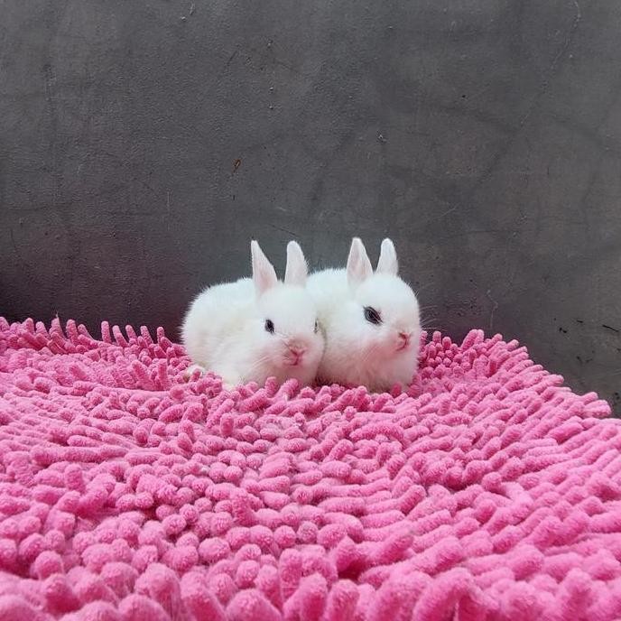 NEW kelinci mini netherland white dwarf eyeliner