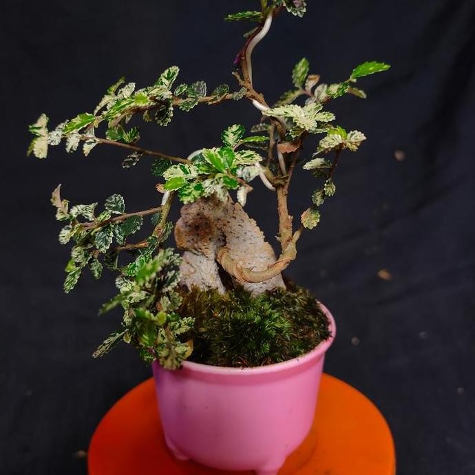 Bonsai Shito Ulmus Variegata Micro || Pict Karakter 001
