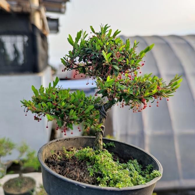 Bonsai Mame Cendrawasih Micro Formal Karakter Sudah Jadi