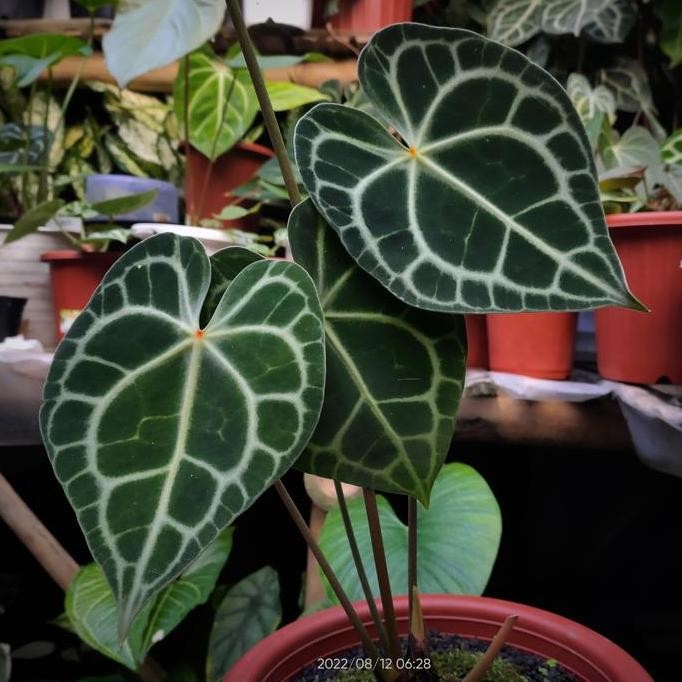 Tanaman Hias Anthurium Clarinervium Red Dot/Manik Merah