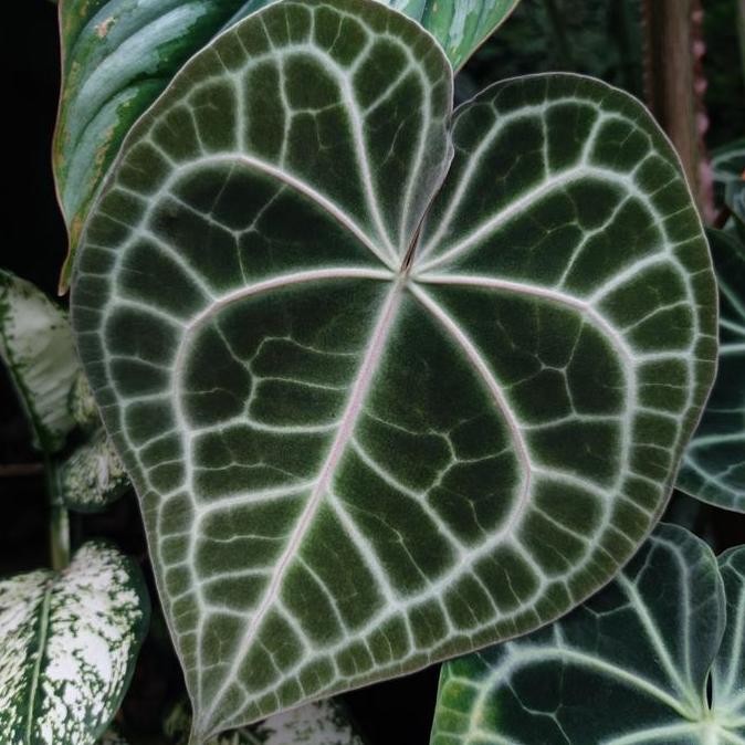 Anthurium Clarinervium Matuda X Queens X King Clarinervium Terbaik