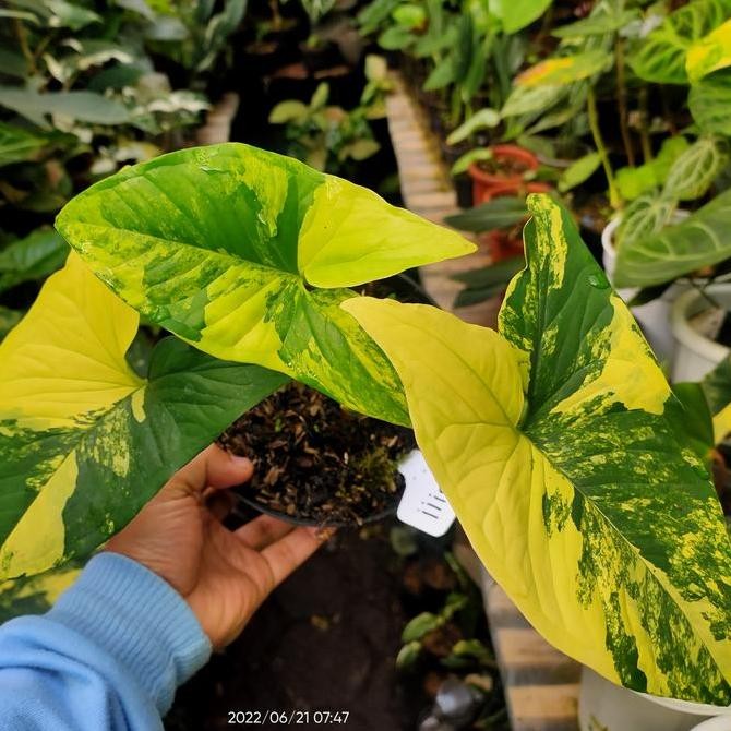 Syngonium Yellow Aurea Varigata