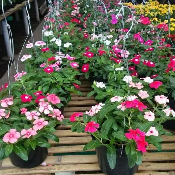 Promo Tanaman Hias Vinca Juntai/Tapak Dara Juntai/Bunga Gantung Vinca Juntai COD