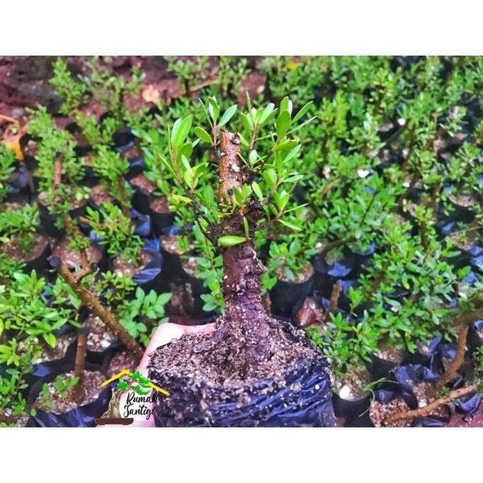 Promo Terbaik Bonsai Santigi Karang Bonggol Bahan Sito Mame COD