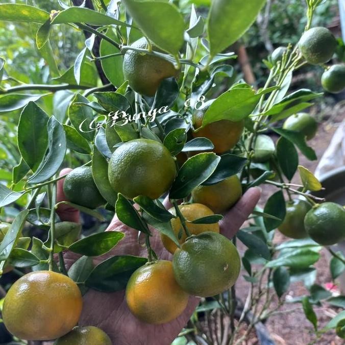 

Promo Tanaman buah jeruk SONKIT/ KASTURI/ jeruk KIP/ jeruk LemonCui Berbuah COD