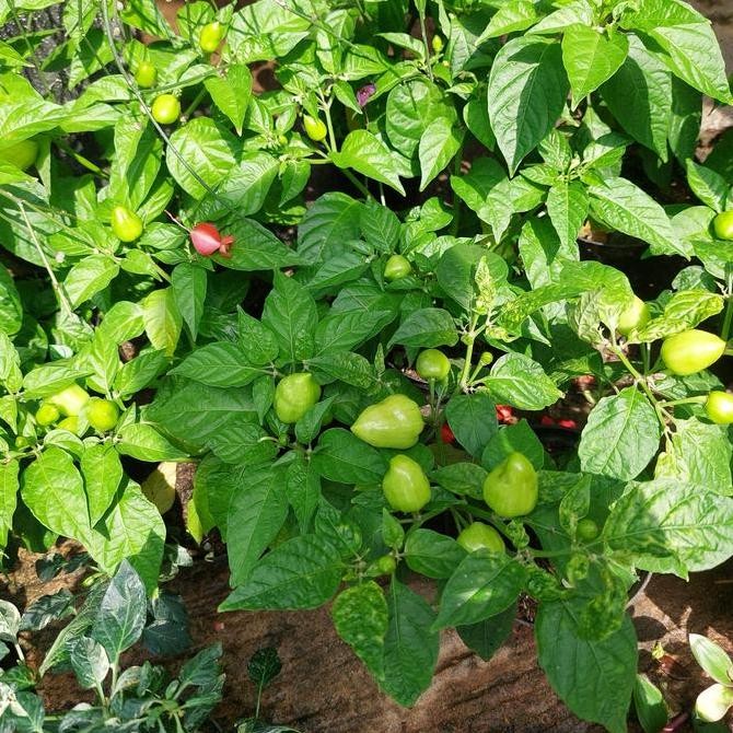 

Promo tanaman cabe cendos rimbun sudah berbuah COD
