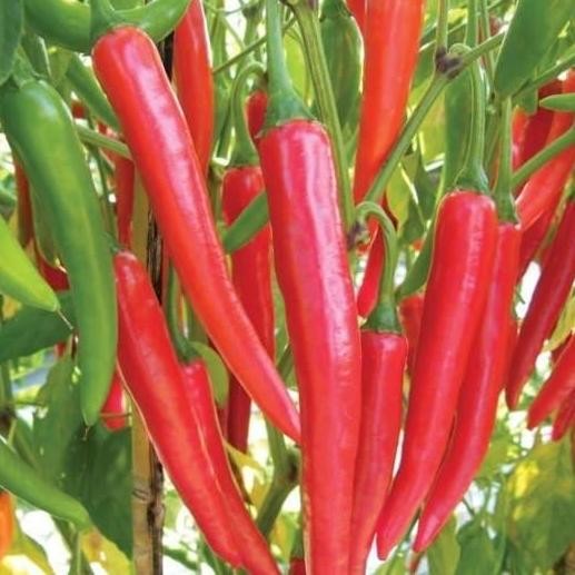 

Promo Tanaman Cabe teropong - tanaman cabe besar COD