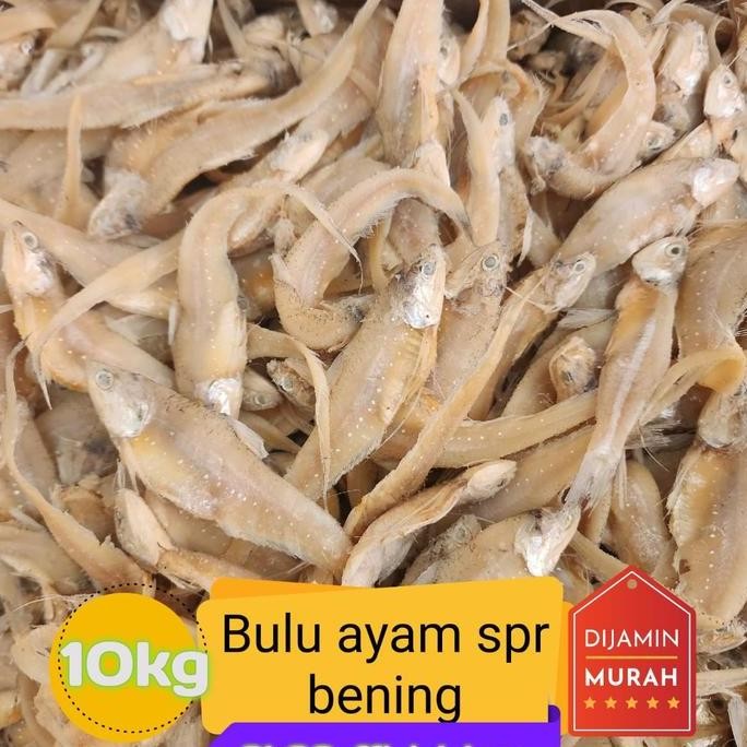 

Ikan Asin Bulu Ayam Top Spr Bening 10Kg/10.000Gr