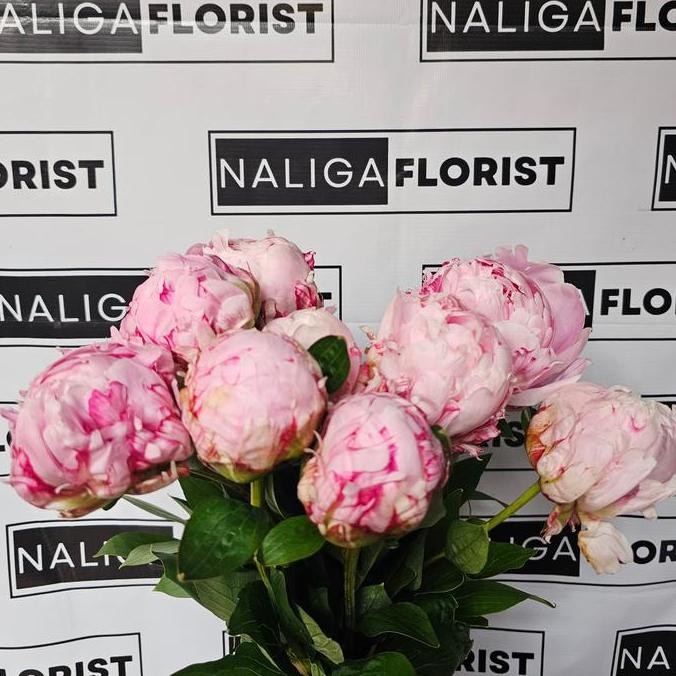 Bunga Peony Import Fresh Asli