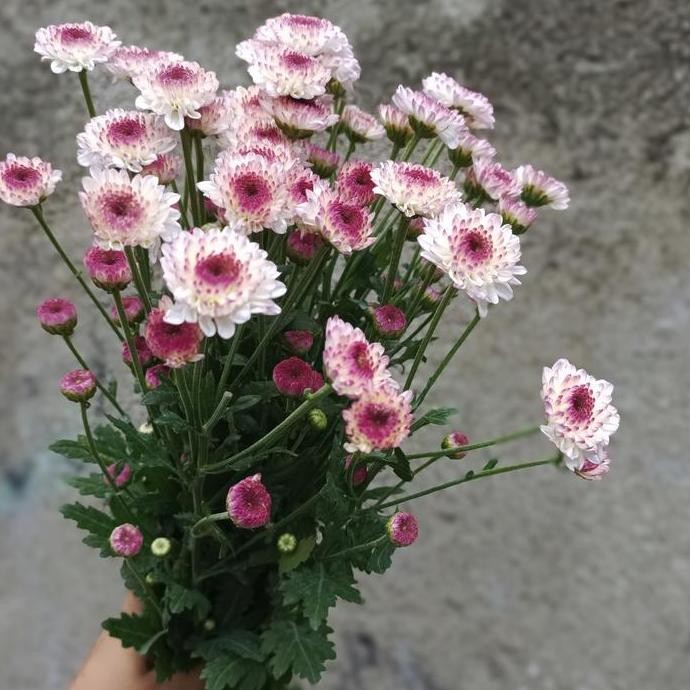 Bunga Aster ungu segar