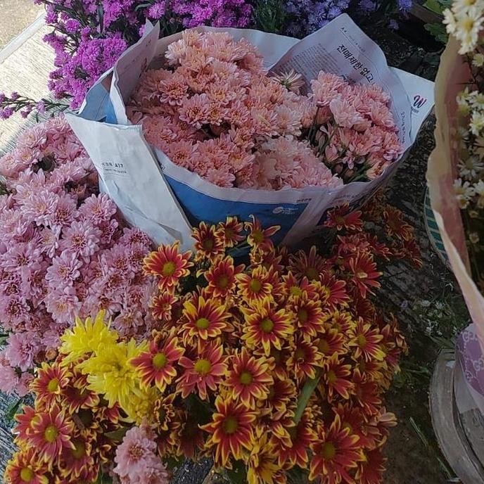 Bunga Aster ungu, aster putih, aster pink asli