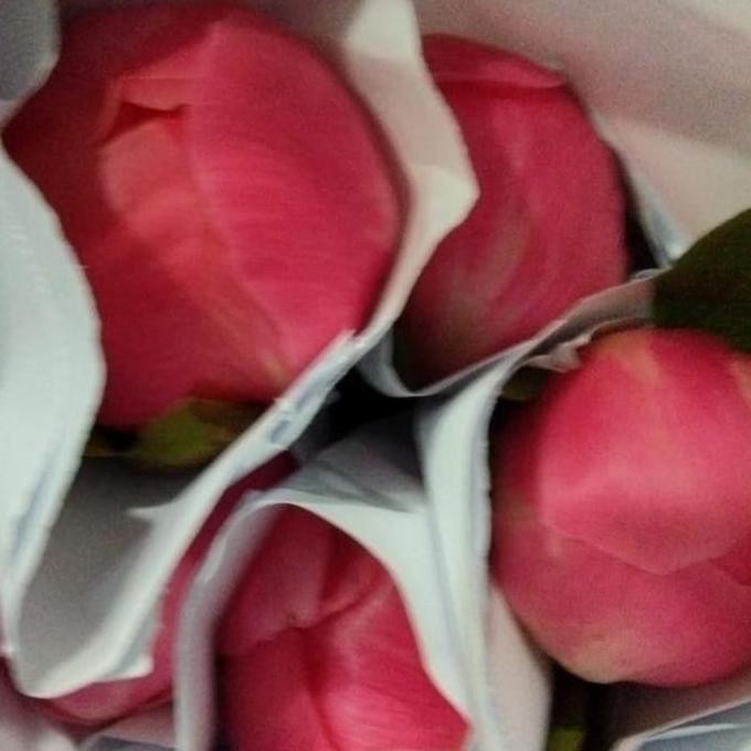 bunga peony asli fresh