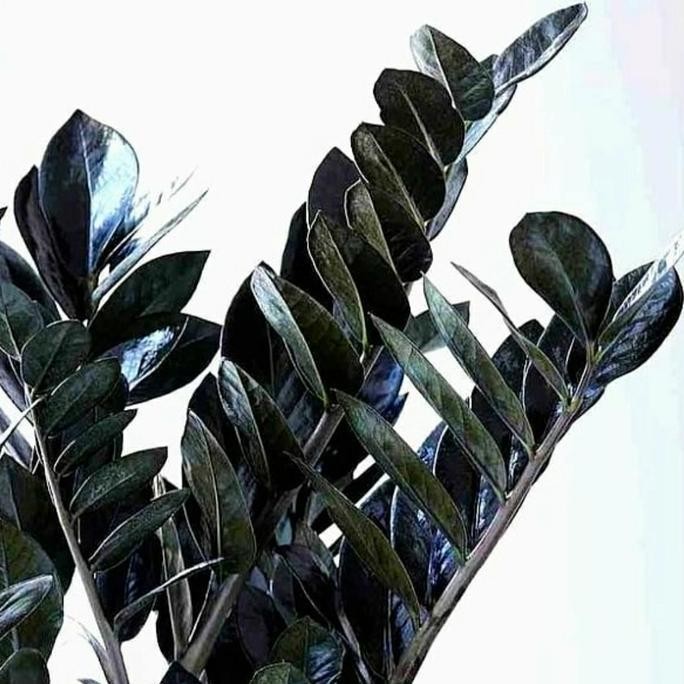 ZAMIA BLACK RAVEN CULCAS - ZAMIA BLACK ORIGINAL