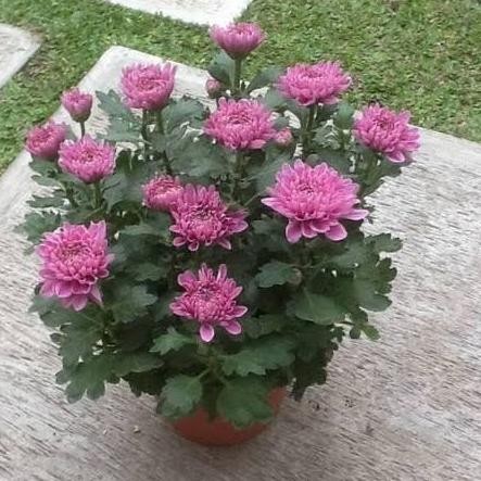 tanaman hias bunga Krisan ungu