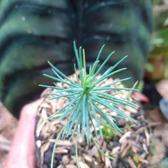 JAPANESE BLACK PINE BONSAI