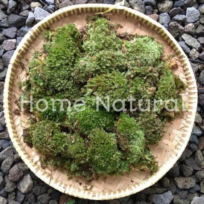 TERLARIS LUMUT HIDUP / FOREST MOSS 1KG