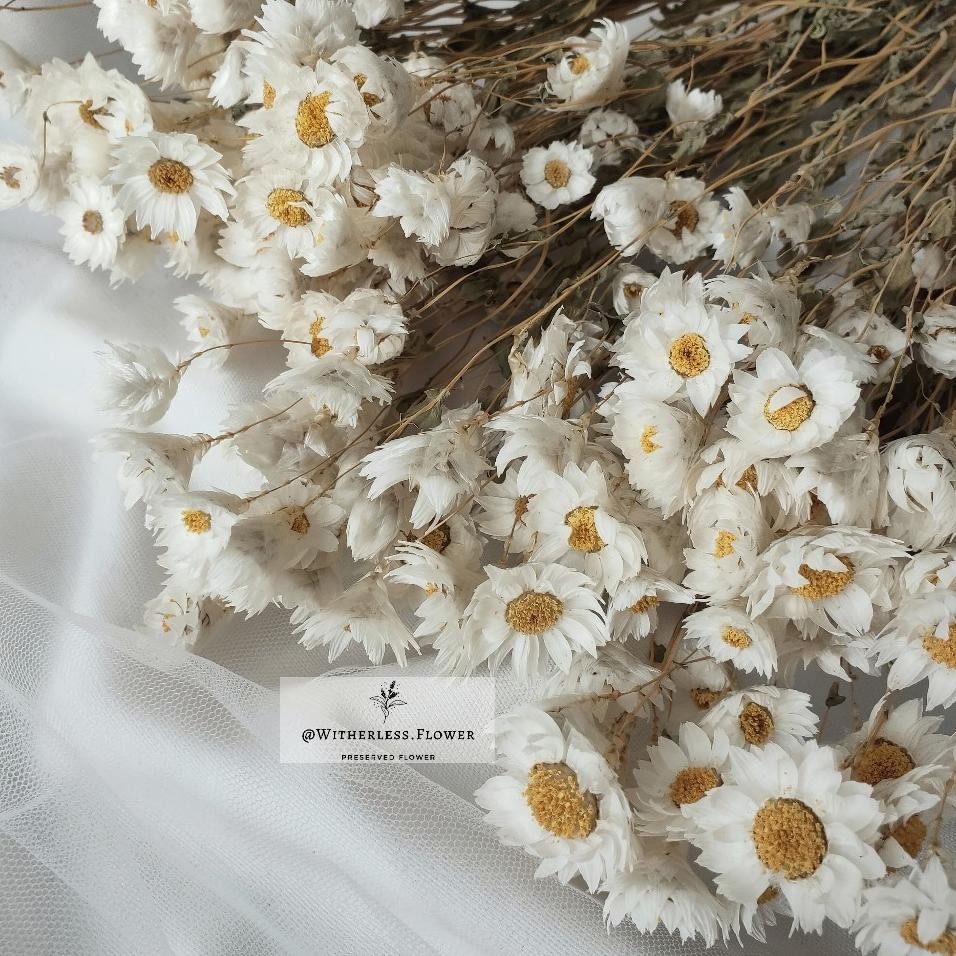 10 Gr Dried Rodanthe Flower Dried Flower Daisy Rodanthe Bunga Kering