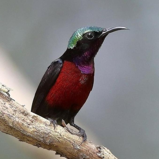 BURUNG KOLIBRI NINJA DADA MERAH GACOR PILIHAN KOLEKSI BURUNG HIAS