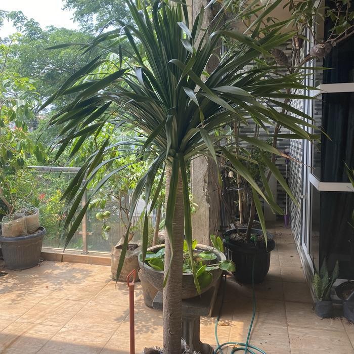 Tanaman Hias Indoor Outdoor Pandan Bali // Pandan Bali // Batang Besar Terbaru Best Quality 100% Ori