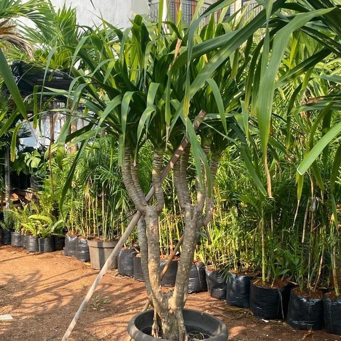 Tanaman Hias Pandan Bali / Pandan Bali Cabang 3 Up Terbaru Best Quality 100% Original